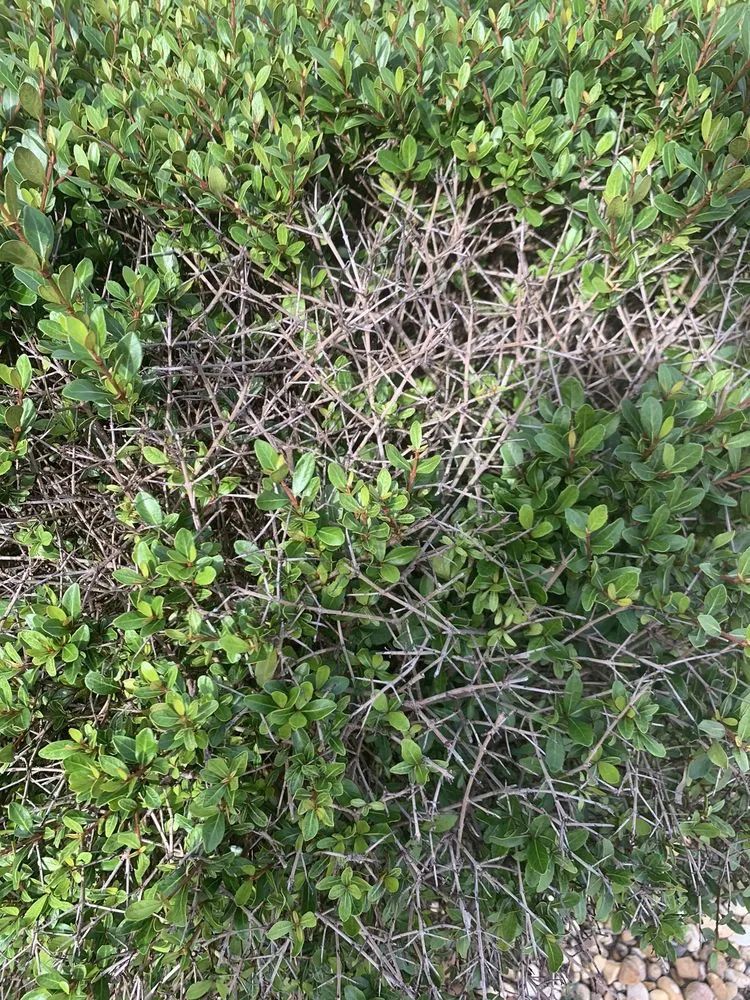 Expert landscape design near you in Wildwood, FL by Massey Services