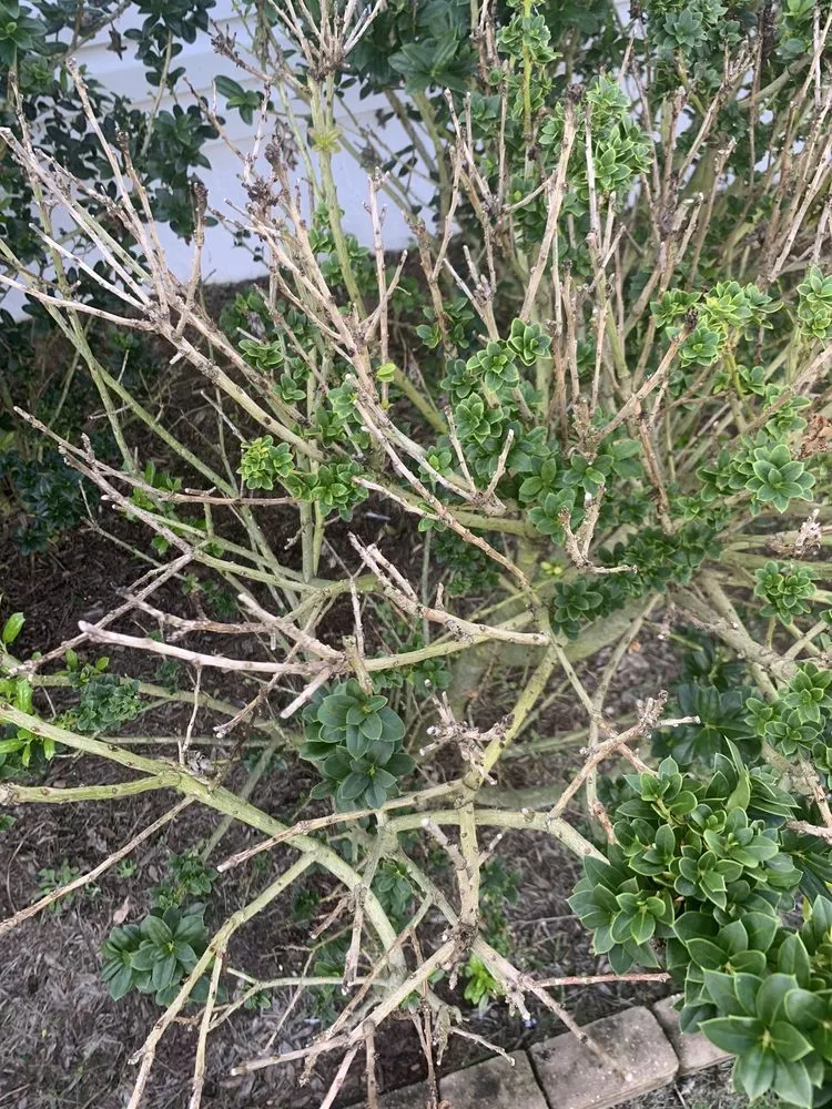 Local yard cleanup service for residential properties across Wildwood, FL - Massey Services