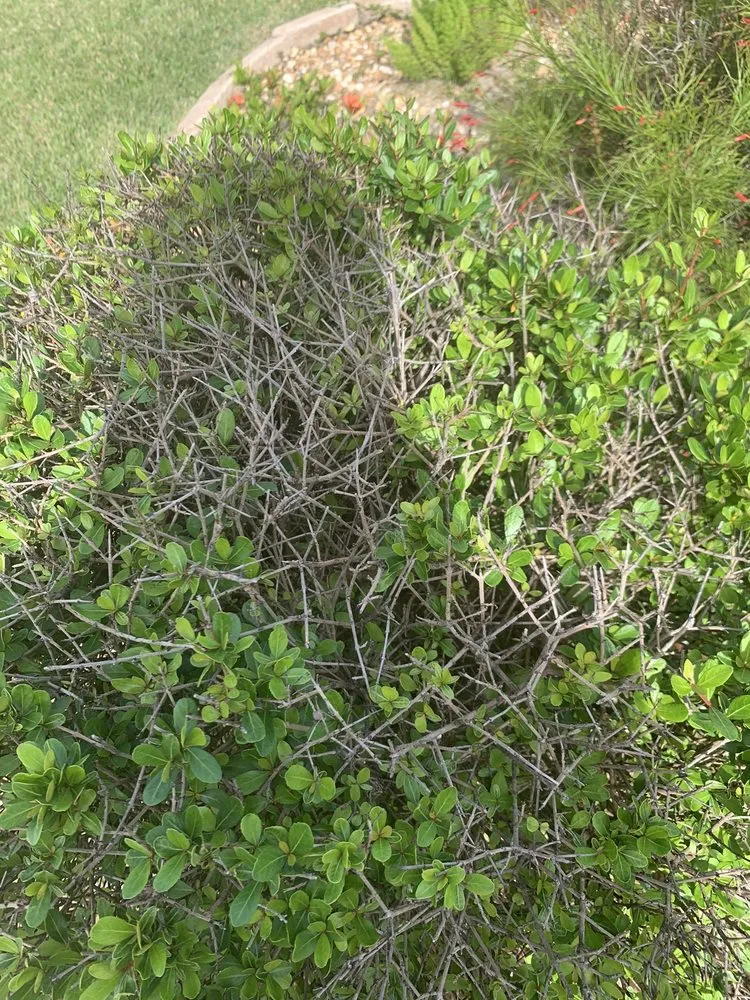 Local yard maintenance for homes in Wildwood, FL by Massey Services