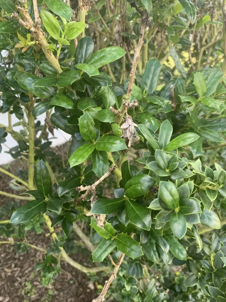 Affordable residential landscaping experts serving Wildwood, FL - Massey Services