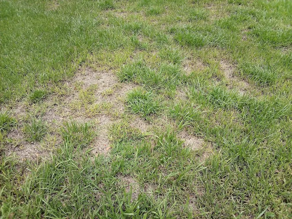 Professional landscape design for beautiful yards across Wildwood, FL - Massey Services