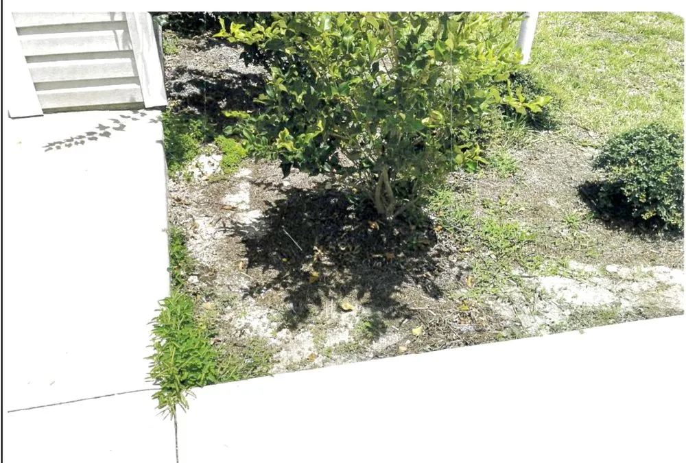 Professional yard cleanup service in Wildwood, FL - Massey Services