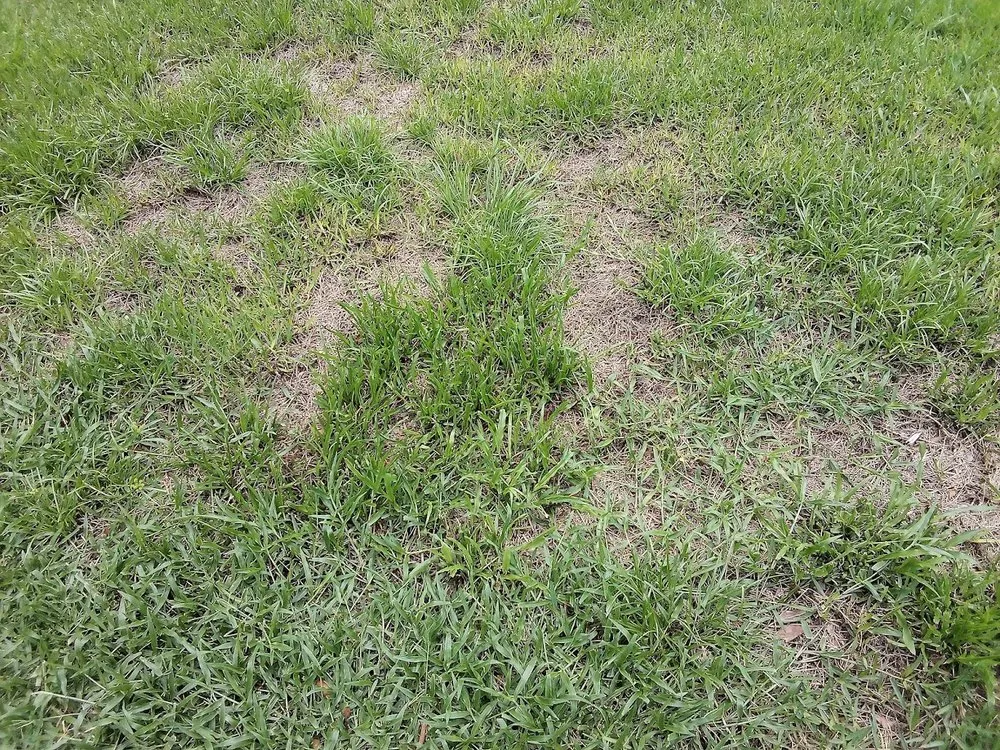 Expert yard cleanup service for residential properties in Wildwood, FL by Massey Services