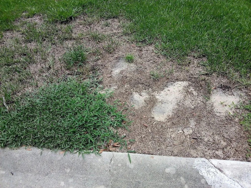 Professional lawn mowing service in Wildwood, FL - Massey Services