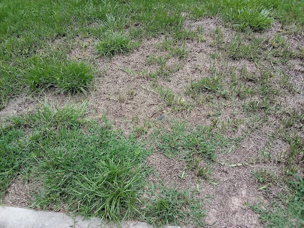 Professional landscaping services in Wildwood, FL by Massey Services