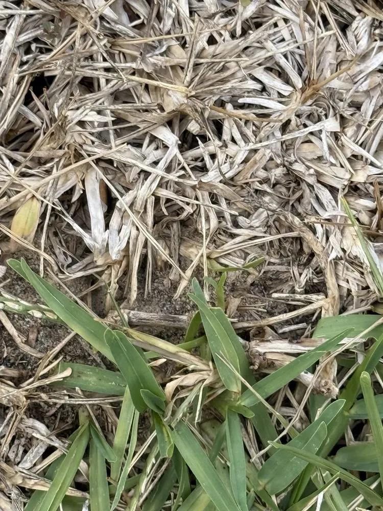 Affordable lawn care service with custom design across Winter Garden, FL - Massey Services