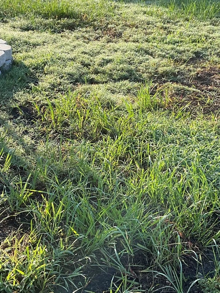 Expert yard cleanup service for beautiful yards in Winter Garden, FL by Massey Services