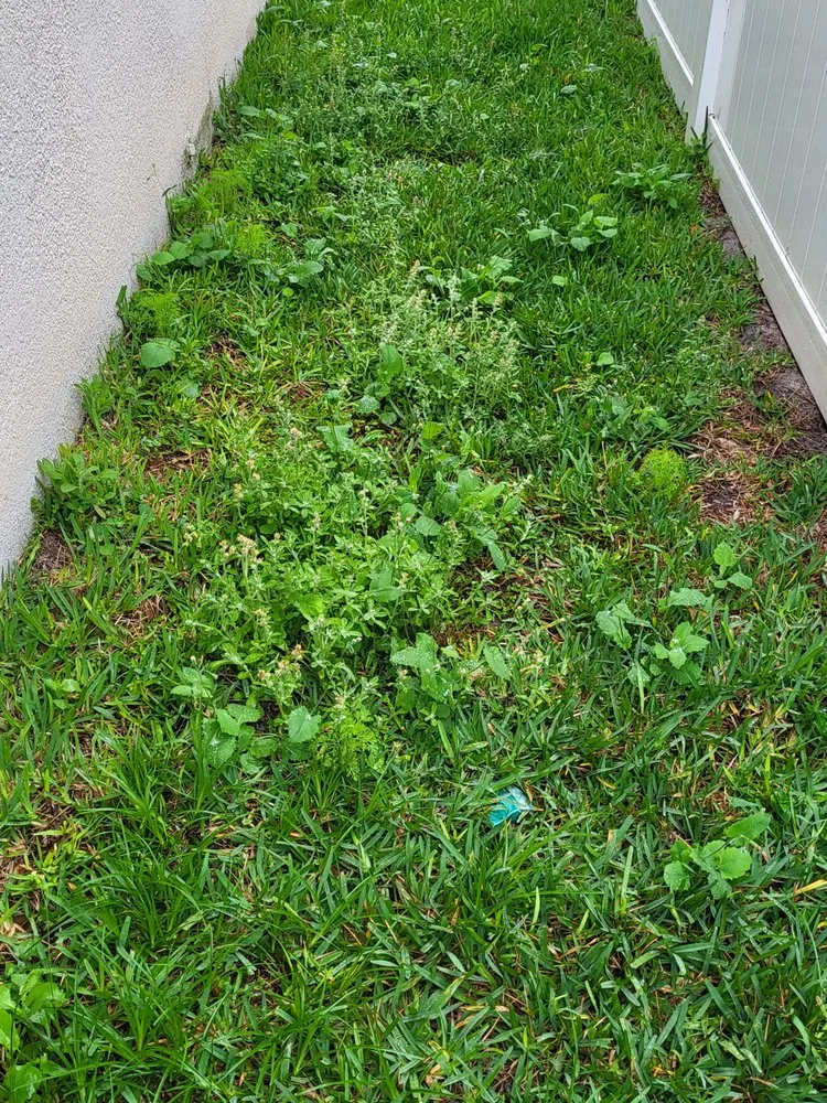 Custom outdoor landscaping in Winter Garden, FL - Massey Services