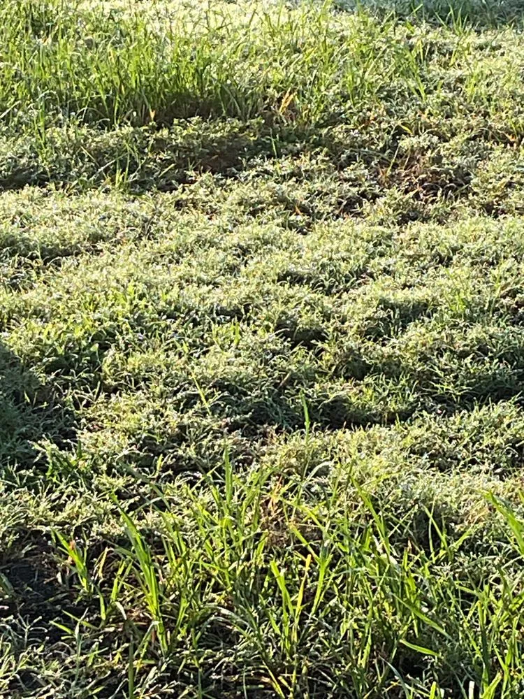 Local garden landscaping in Winter Garden, FL by Massey Services