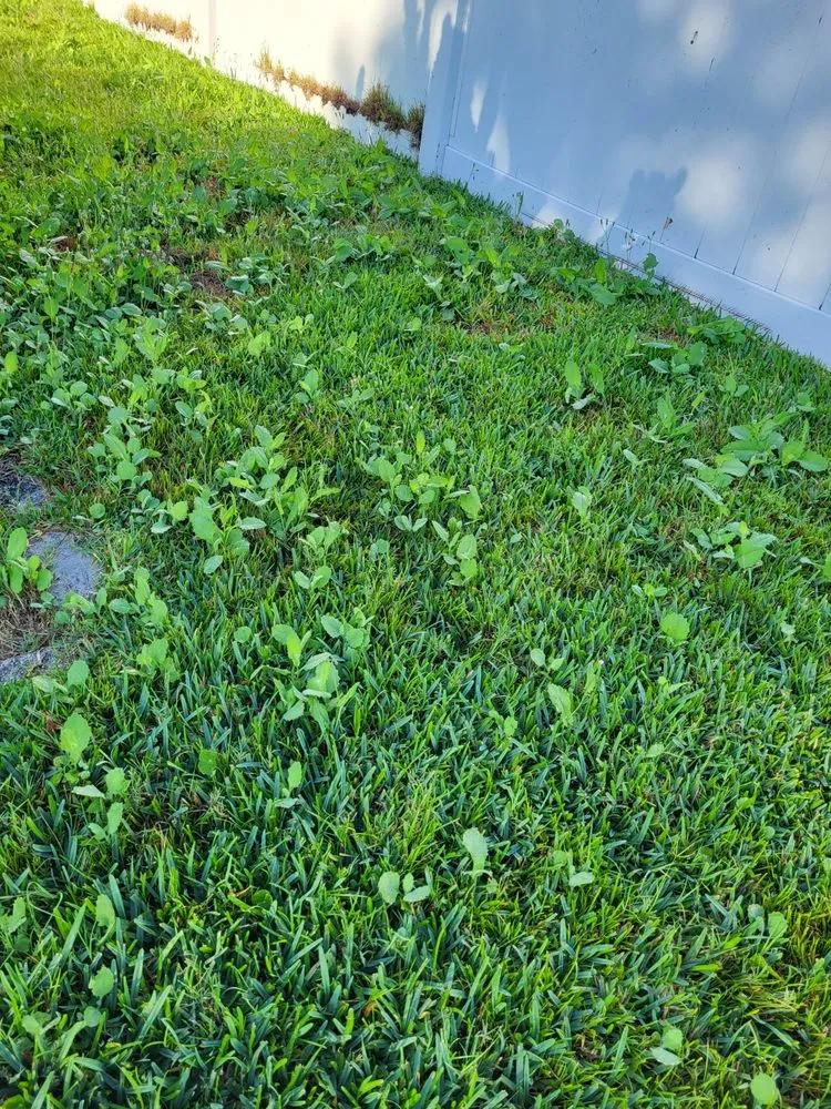 Affordable lawn care service experts serving Winter Garden, FL - Massey Services