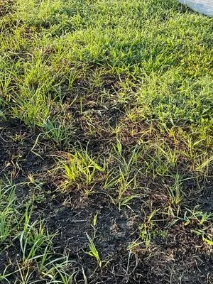 Massey Services Logo