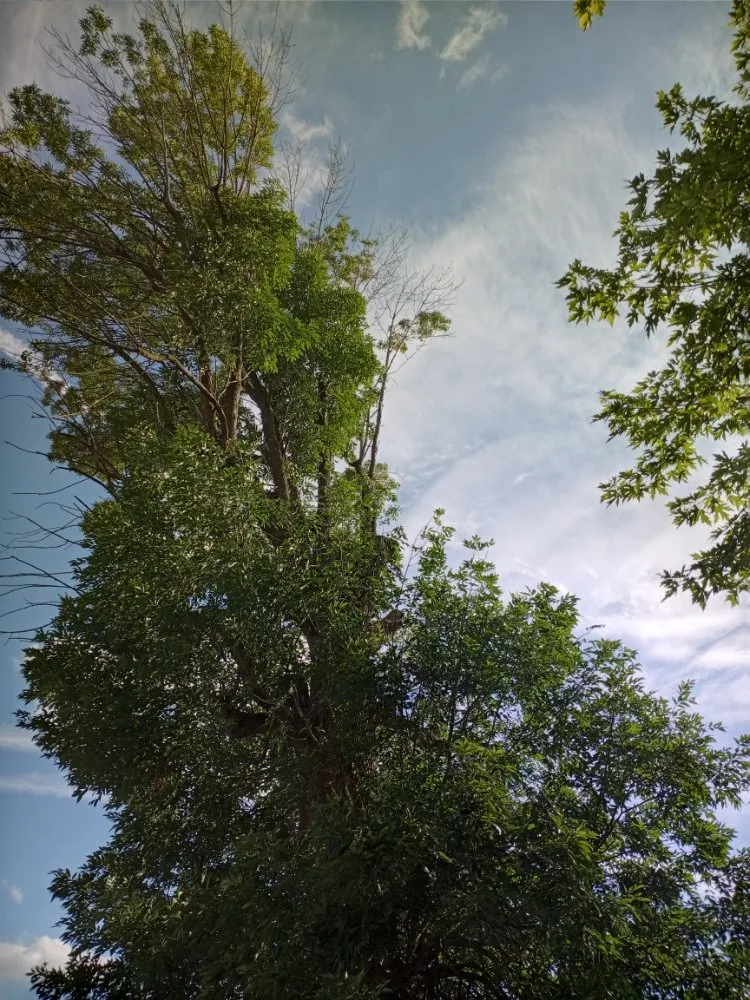 Affordable yard cleanup service experts serving Marion, OH - Massey's Tree's & More