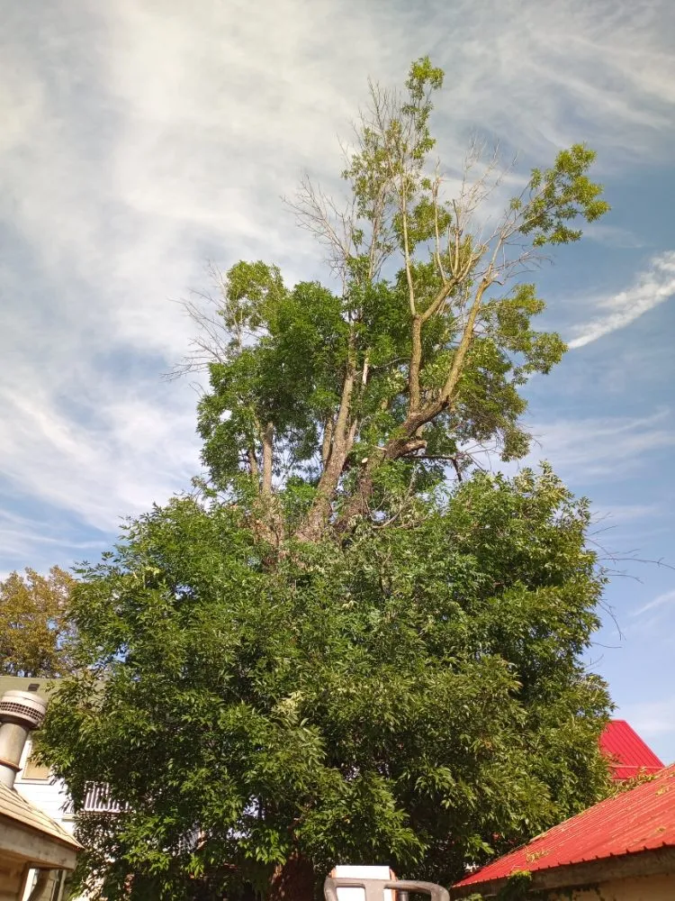 Reliable outdoor landscaping with custom design in Marion, OH by Massey's Tree's & More