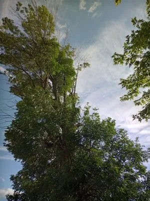 Massey's Tree's & More