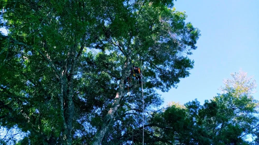 Top-rated residential landscaping in Brooksville, FL - Massive Dump And Landscape Services