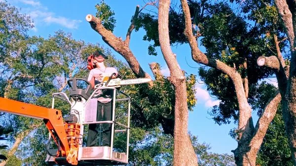 Massive Dump And Landscape Services Logo