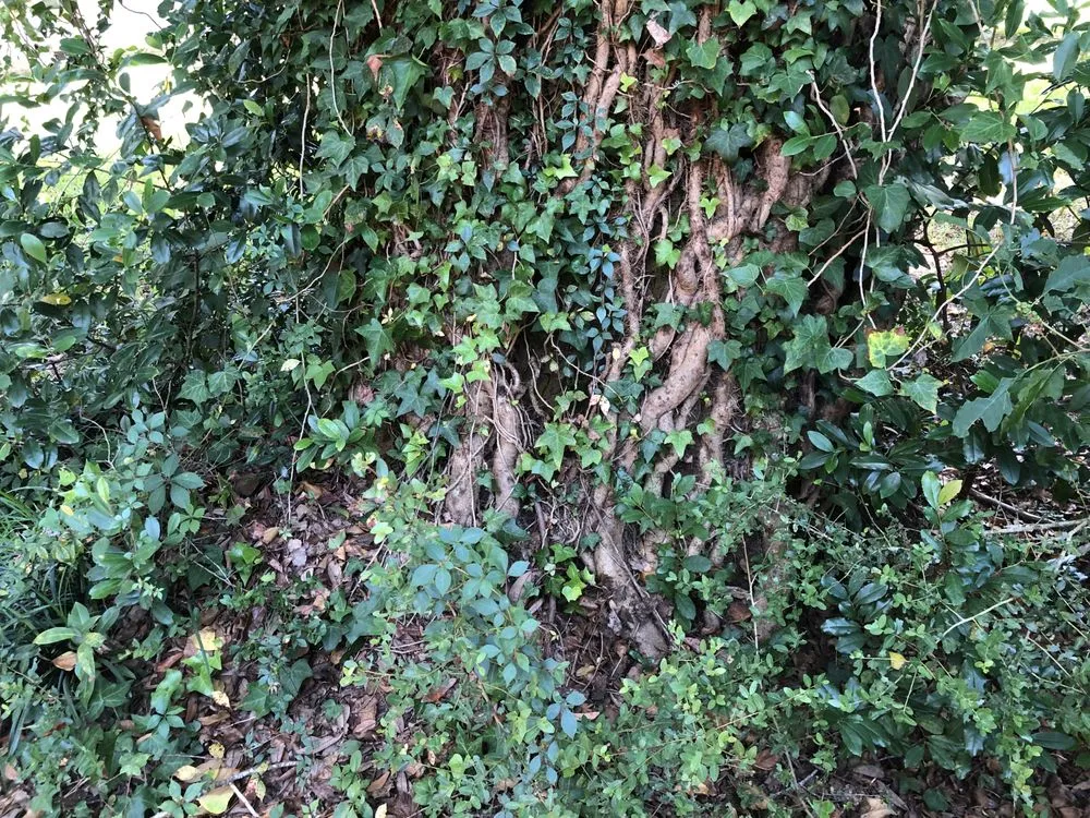 Reliable yard maintenance in Pensacola, FL by Master Butler FL