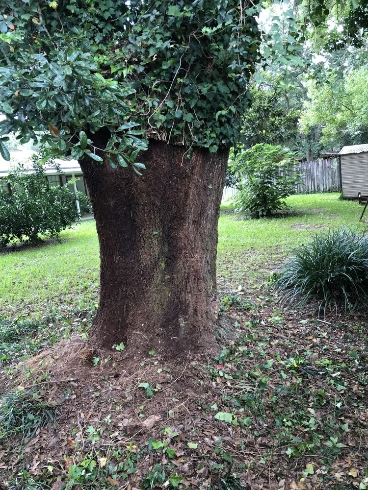 Expert yard cleanup service in Pensacola, FL - Master Butler FL