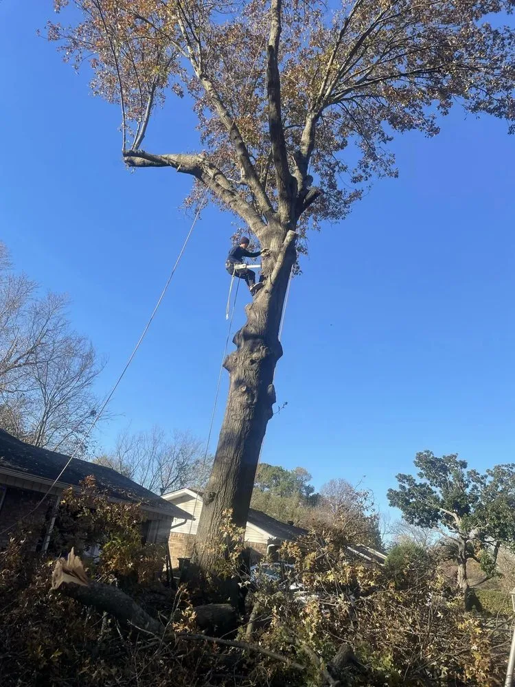 Reliable outdoor landscaping in Springdale, AR by Master Chainsaw