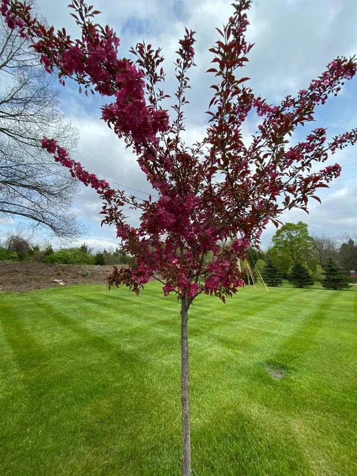 Reliable yard maintenance in Ada, MI - Master Gardner