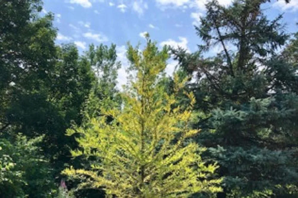 Expert lawn care service in Ada, MI by Master Gardner