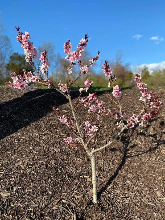 Professional landscaping services for outdoor upgrades across Ada, MI - Master Gardner