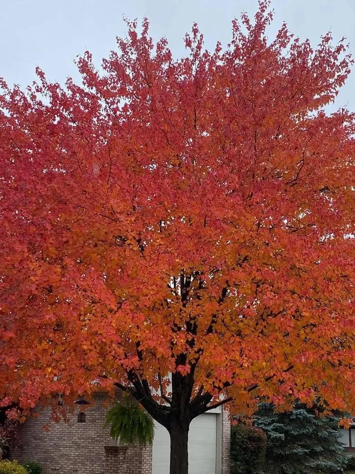 Expert residential landscaping experts serving Ada, MI - Master Gardner