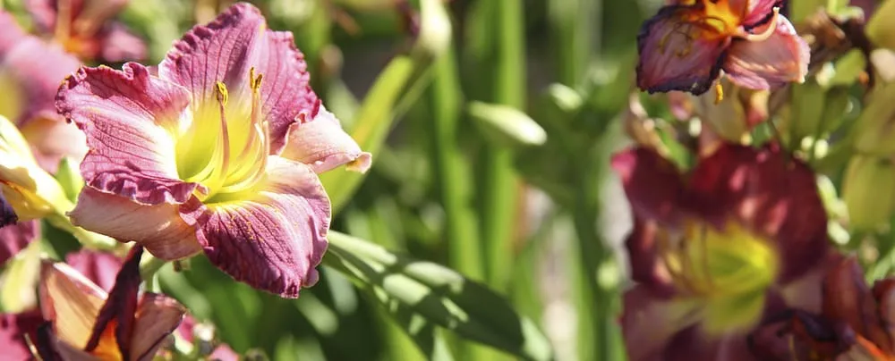 Top-rated yard cleanup service in Manhattan, KS by Master Landscape Inc