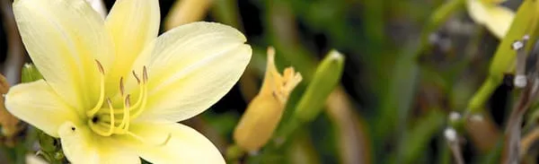 Master Landscape Inc