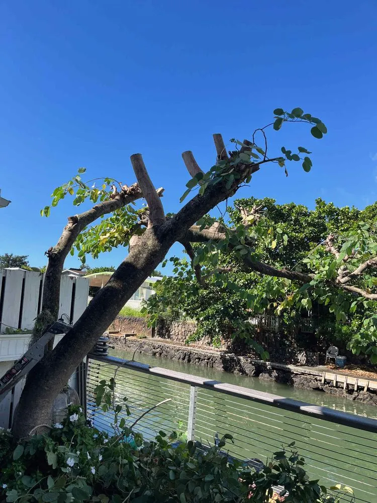 Reliable lawn care service for homes in Urban Honolulu, HI by Master Landscaping and Yard Maintenance