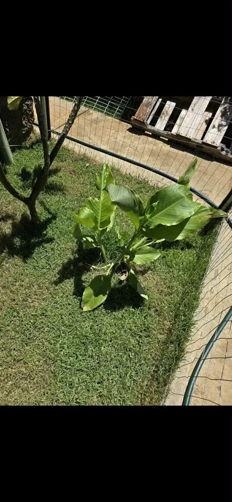 Trusted landscaping services in Urban Honolulu, HI - Master Landscaping and Yard Maintenance