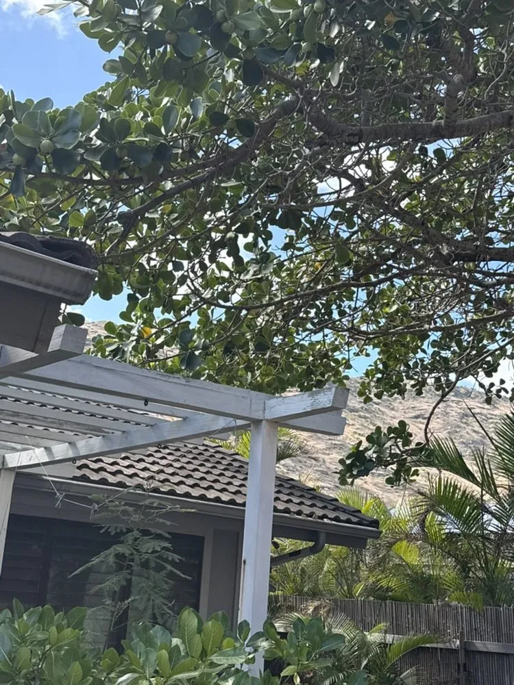 Top-rated lawn mowing service in Urban Honolulu, HI - Master Landscaping and Yard Maintenance