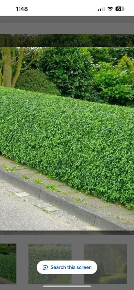 Professional landscaping services in Urban Honolulu, HI by Master Landscaping and Yard Maintenance