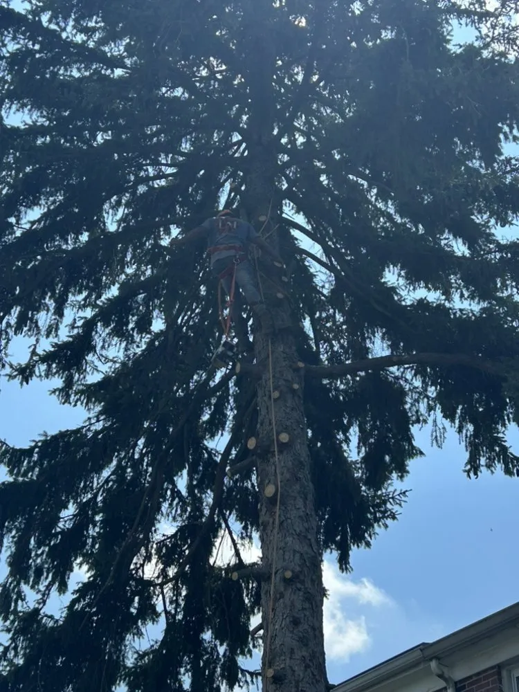 Trusted landscaping services experts serving Essex, MD - Master Landscaping Service