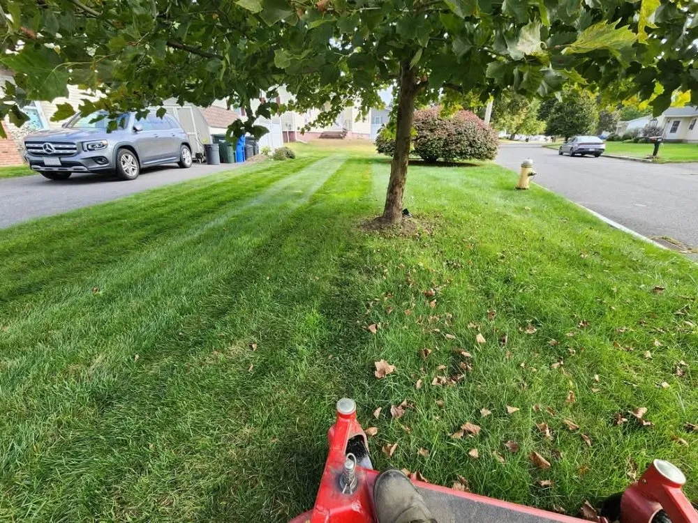 Local lawn care service in Springfield, MA by Master Lawn Care Solution