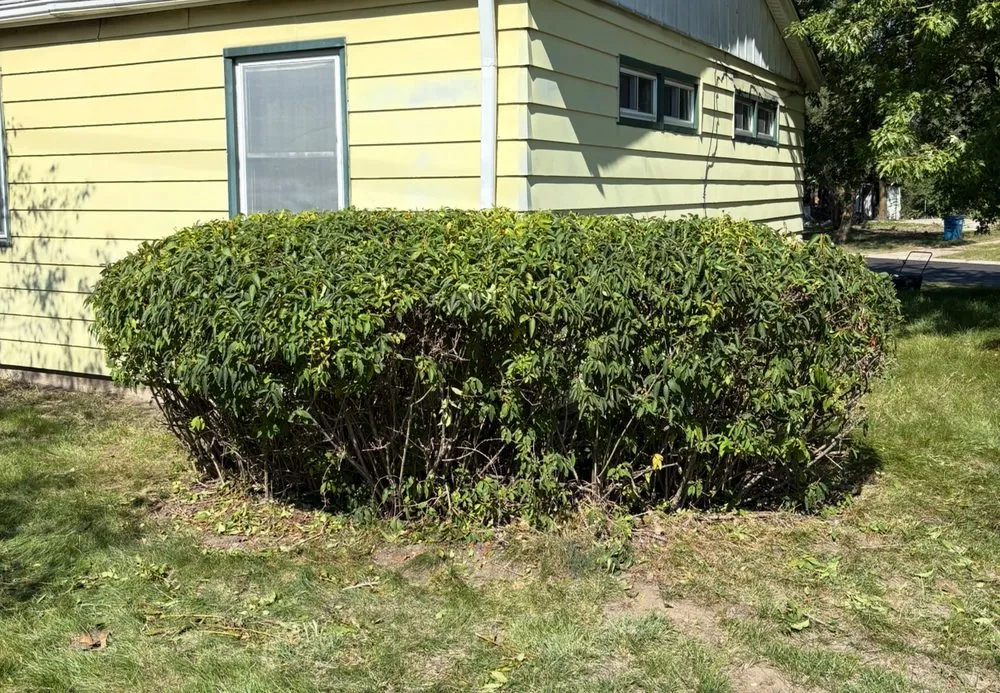 Expert yard maintenance for beautiful yards in Hammond, IN by Master Lawn Management