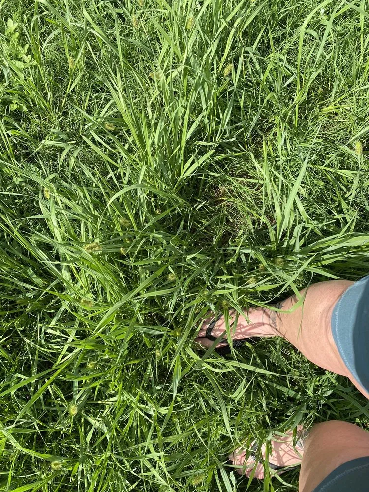 Local landscape installation near you across Grovetown, GA - Master Lawns