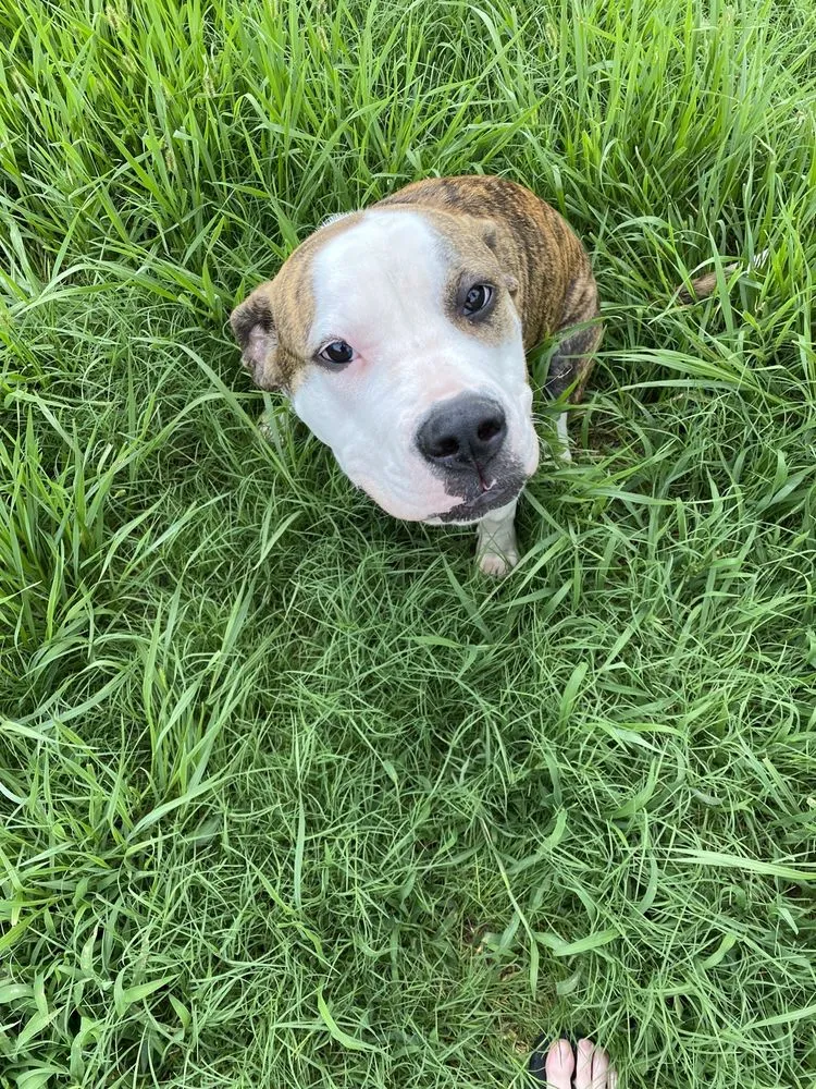 Reliable outdoor landscaping experts serving Grovetown, GA - Master Lawns