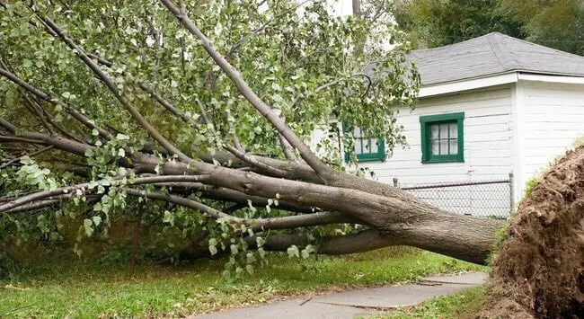 Reliable landscape design experts serving Fort Myers, FL - Master of Disaster Land Care