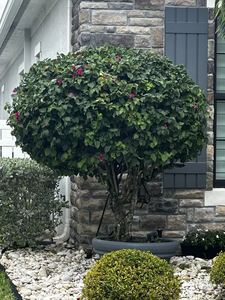 Affordable landscape installation for outdoor upgrades across Coral Springs, FL - Master of Grass