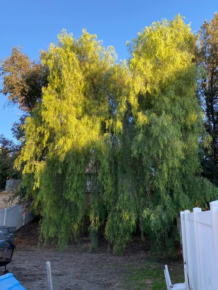 Professional landscape design for residential properties in Palmdale, CA by Master Of Tree Care Services