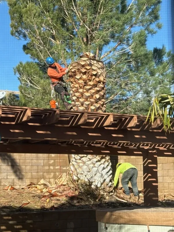 Reliable yard cleanup service for beautiful yards across Palmdale, CA - Master Of Tree Care Services