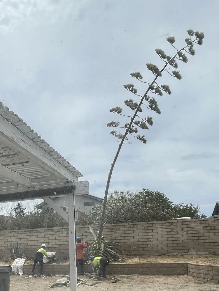 Custom yard cleanup service experts serving Palmdale, CA - Master Of Tree Care Services