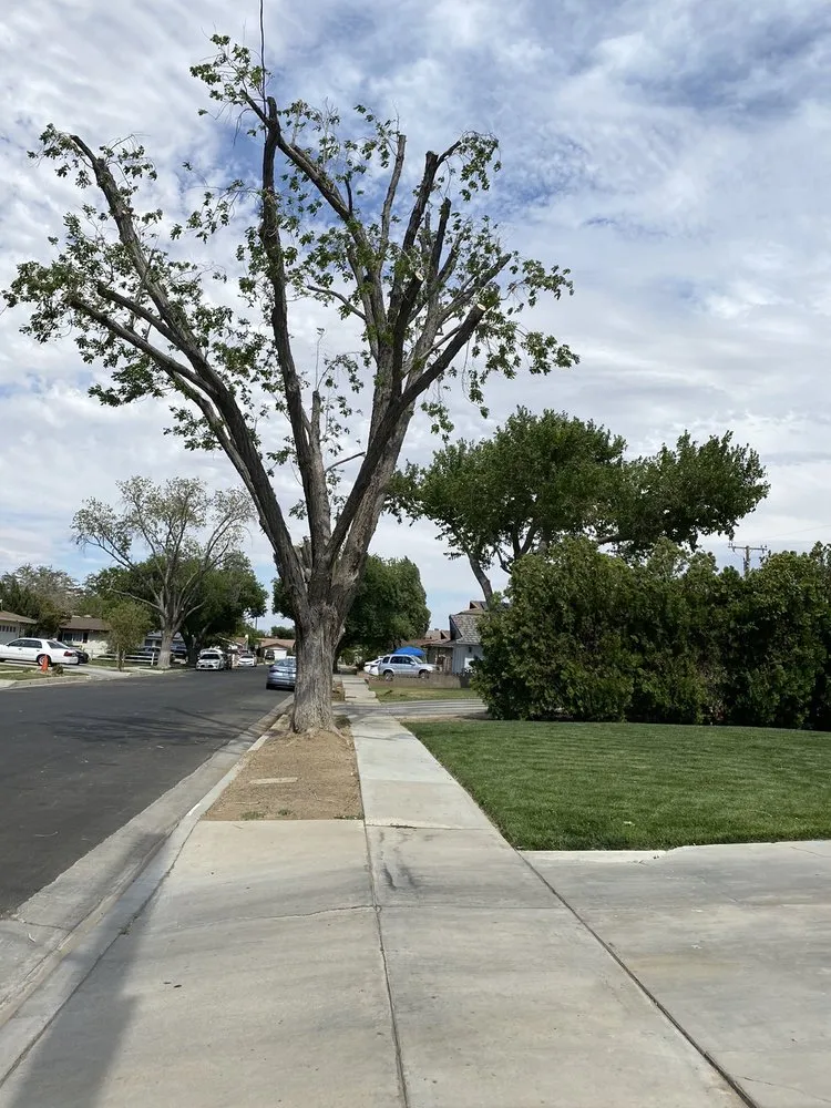 Affordable garden landscaping in Palmdale, CA by Master Of Tree Care Services