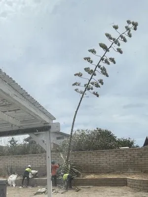Master Of Tree Care Services Logo
