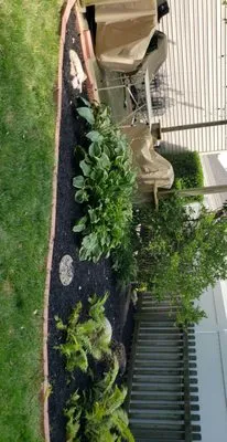 Master Scape Yard Services Logo