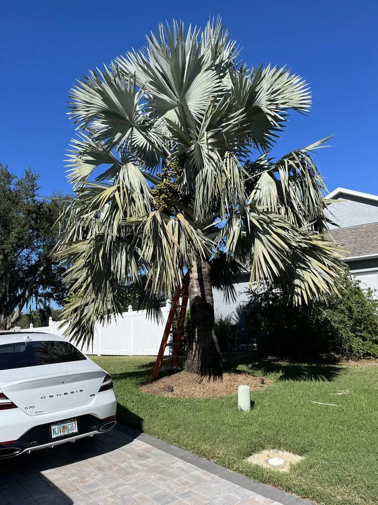 Professional yard maintenance in Sarasota, FL - Master Tech Services Inc