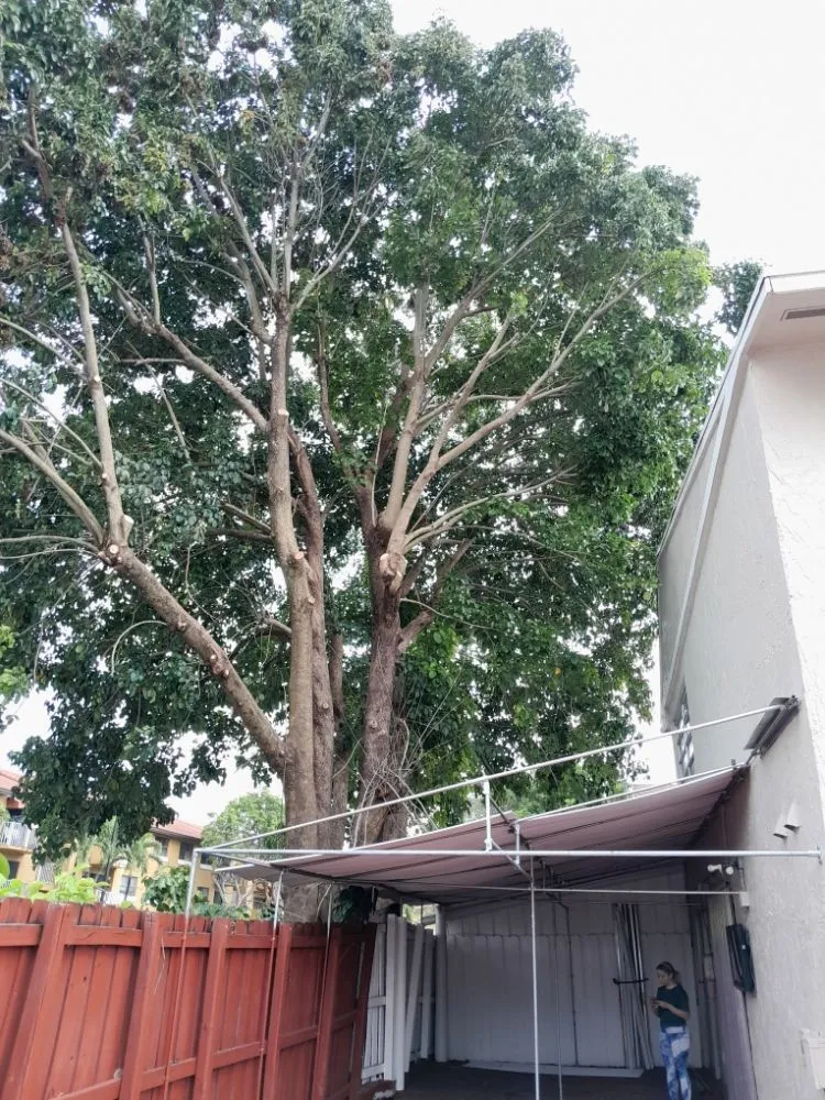 Reliable landscaping services experts serving Naranja, FL - Master Tree and Lawn Service