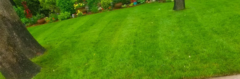 Professional yard cleanup service in Edmond, OK by Master Yard Service