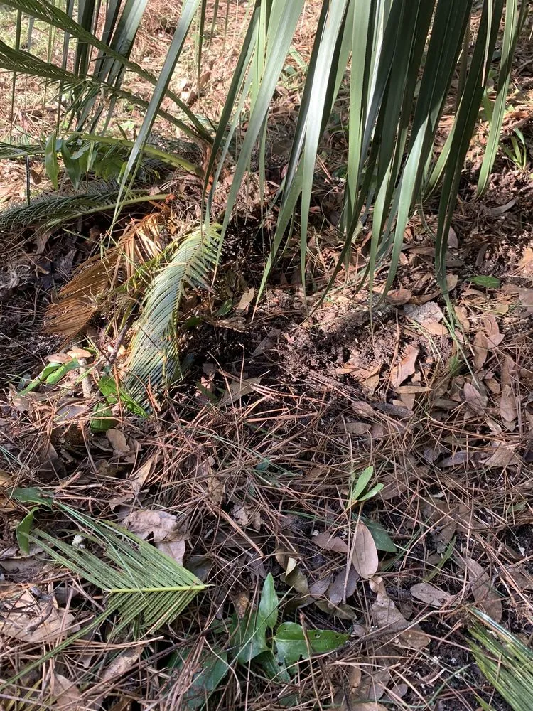 Local landscape installation for homes across Myrtle Beach, SC - Mastercare Tree Service
